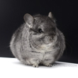 dwarf mini miniature chinchilla photos photographs pictures images